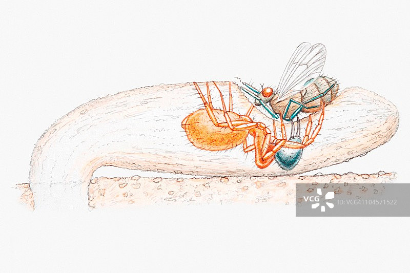 地蛛将猎物拖入地下巢穴插画图片素材