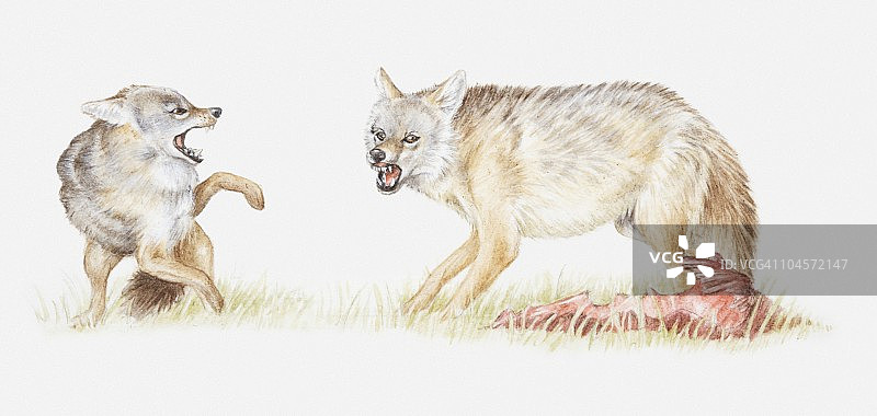 黑背胡狼及其猎物示意图图片素材