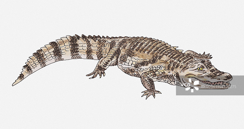 鳄鱼侧视图插画图片素材