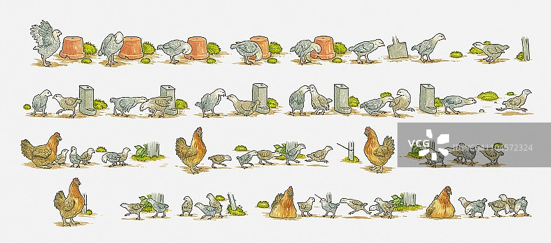 母鸡和小鸡插画图片素材