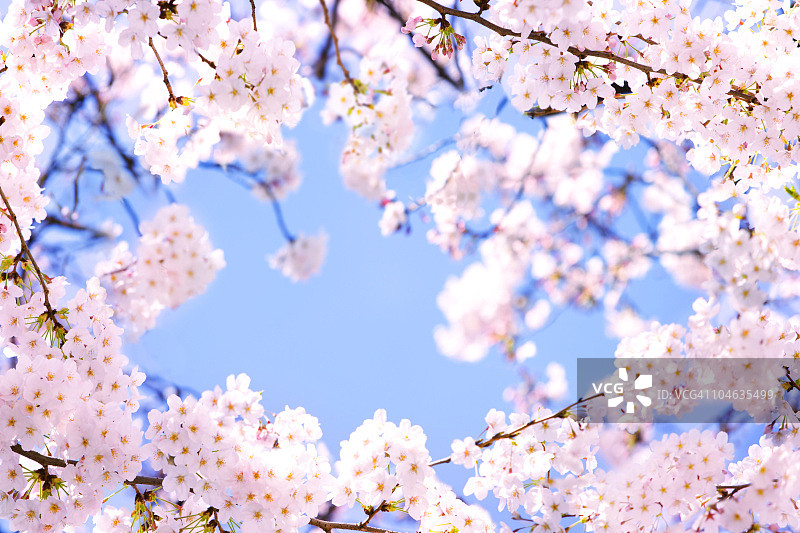 粉色樱花图片素材