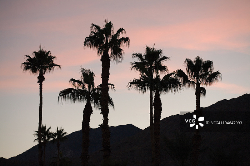 棕榈树和山脉的轮廓图片素材