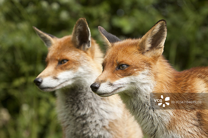 英格兰东南部萨里郡的红狐图片素材