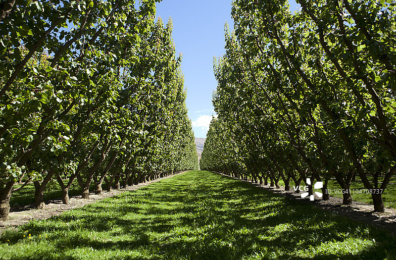 夏日果园图片素材