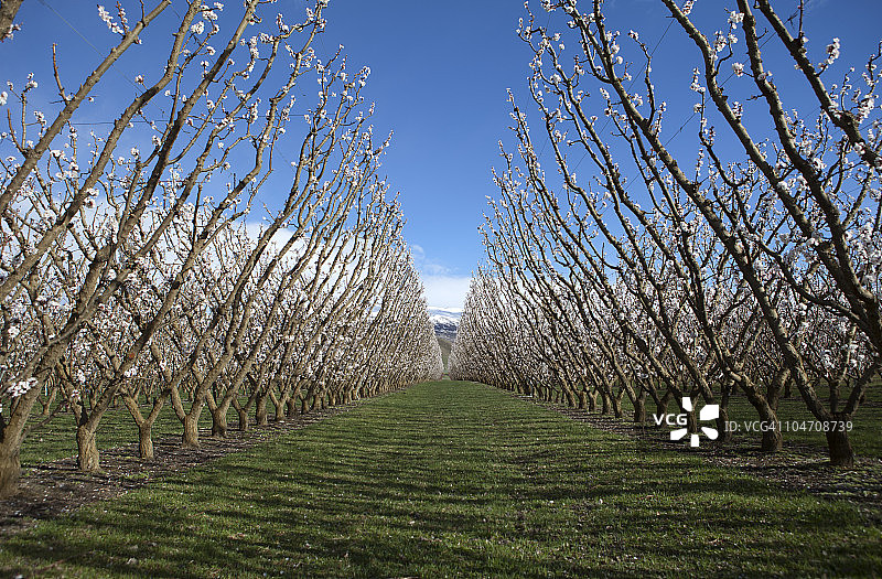 春天的果园图片素材