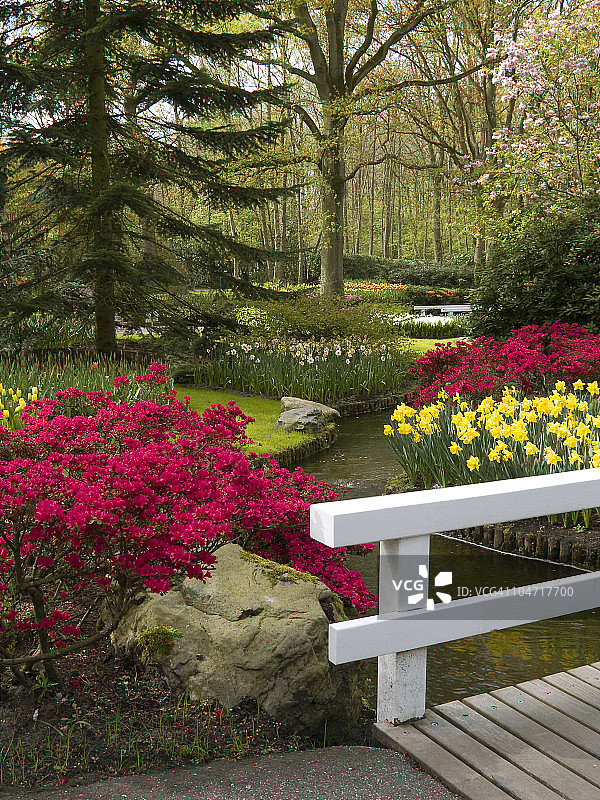 杜鹃花图片素材