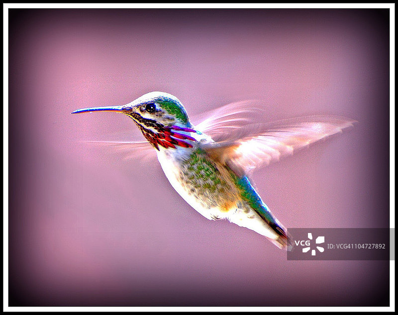 雄性蜂鸟图片素材