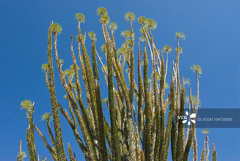 马达加斯加贝伦蒂私人保护区的多刺森林图片素材