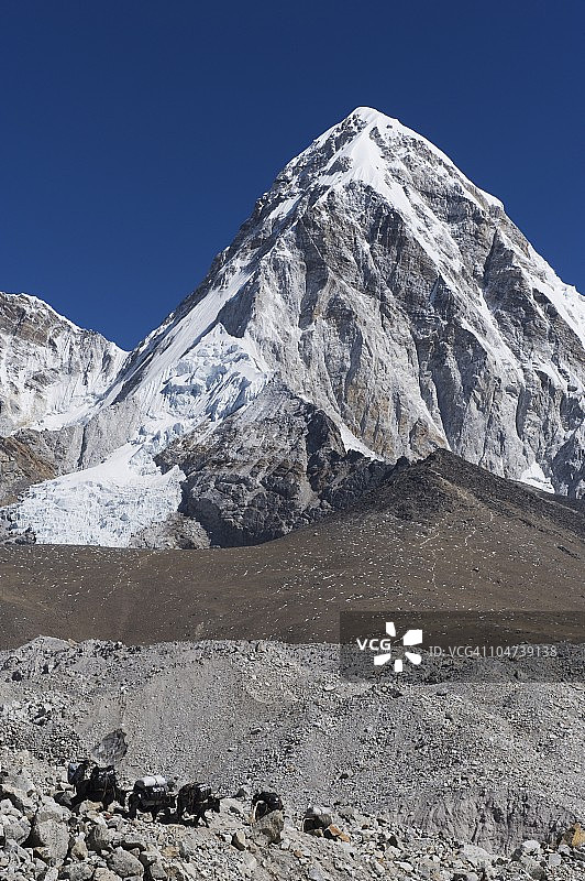 尼泊尔喜马拉雅山区的牦牛图片素材