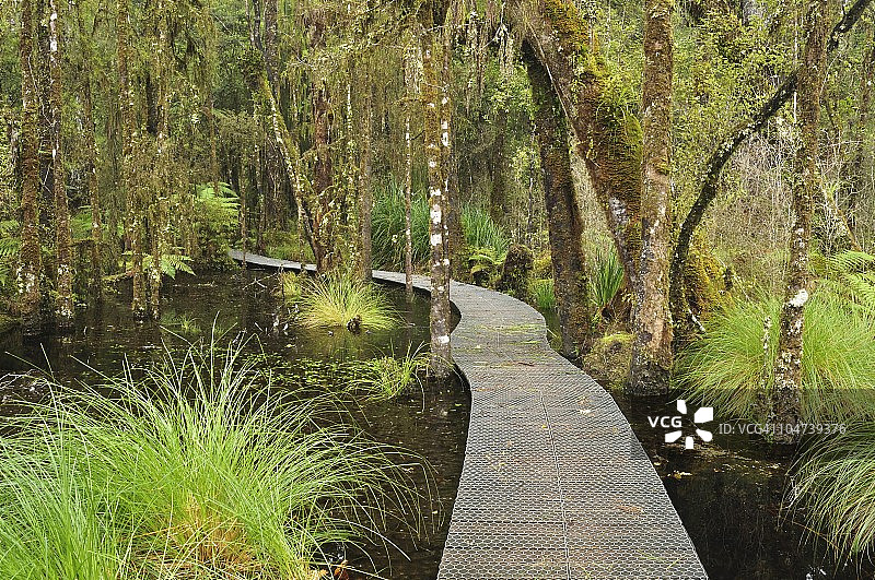穿过沼泽森林的走道，船溪，西海岸，南岛，新西兰，太平洋图片素材