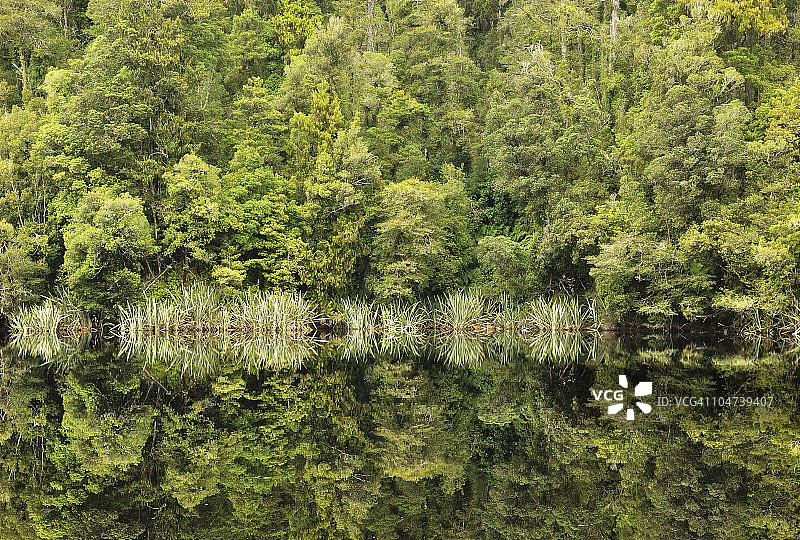 原始森林，马瑟森湖，新西兰南岛西海岸，世界遗产图片素材