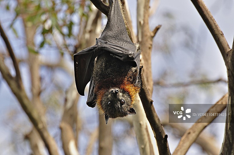 澳洲维多利亚州墨尔本亚拉本德公园的灰头狐蝠图片素材