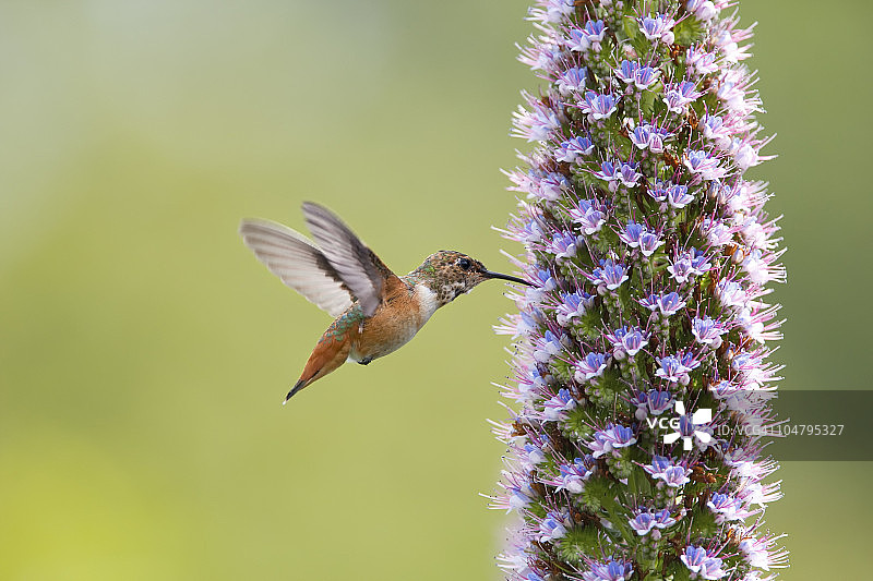 蜂鸟与马德拉群岛野生花卉图片素材