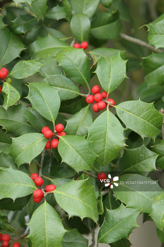 冬青树及其红色浆果的特写图片素材