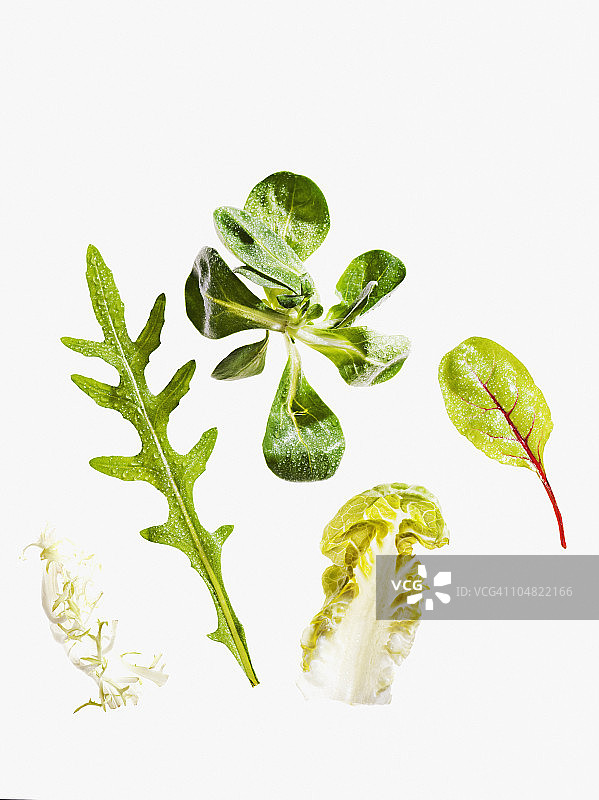 各种绿叶生菜图片素材