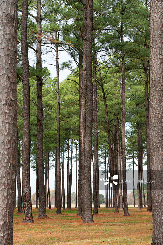 火炬松森林图片素材