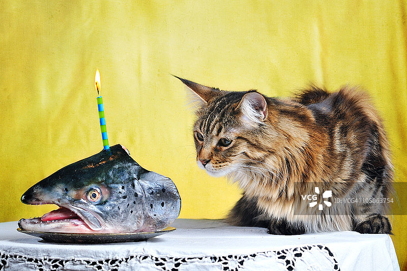 小猫的生日鱼头蜡烛图片素材