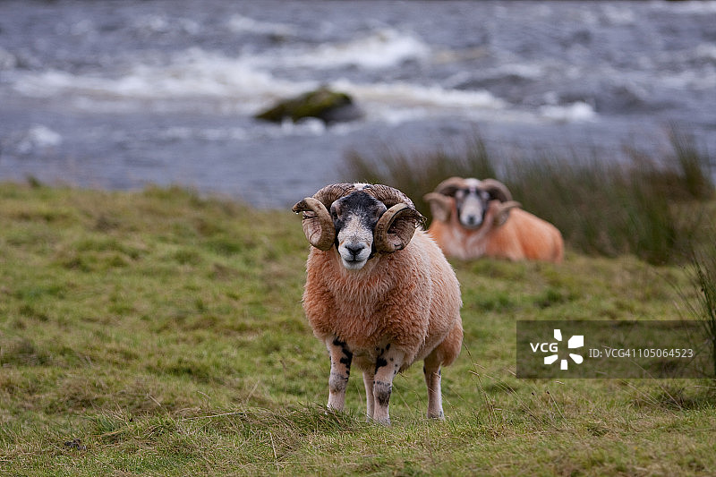 橙色糖果公羊图片素材