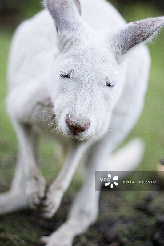 患白化病的小孩图片素材