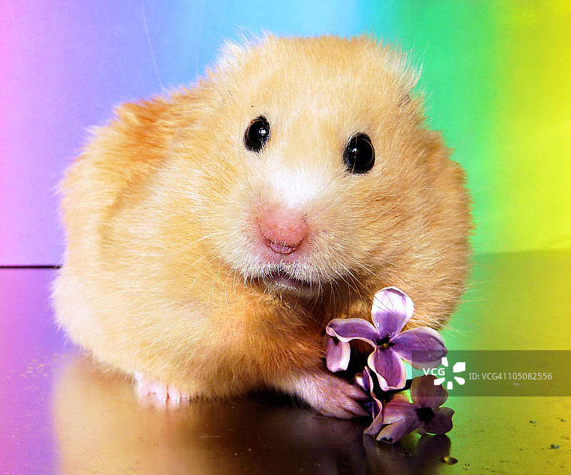 金色叙利亚仓鼠与春花合影图片素材