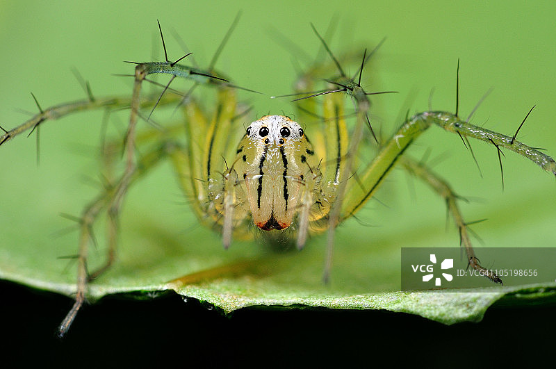 条纹猫蛛微距摄影图片素材