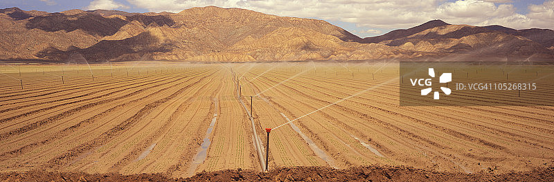 灌溉新发芽的胡萝卜田图片素材