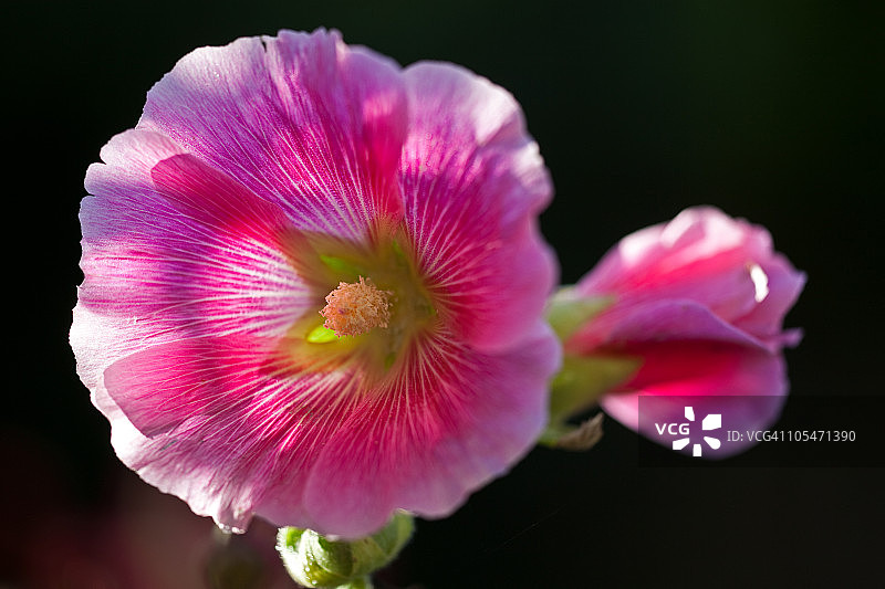 粉色蜀葵花图片素材