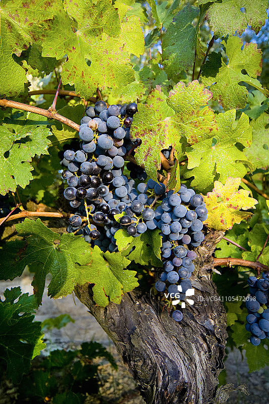 葡萄藤上生长的葡萄图片素材