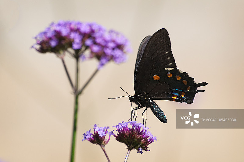 蝴蝶在马缨丹花上采蜜图片素材
