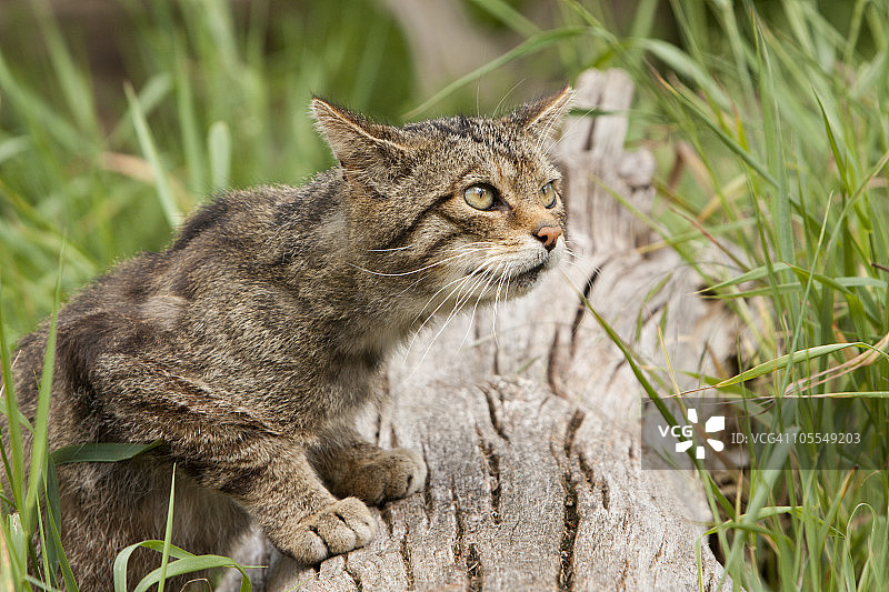 来自苏格兰的苏格兰野猫图片素材