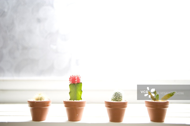 窗台上的四颗迷你仙人掌图片素材