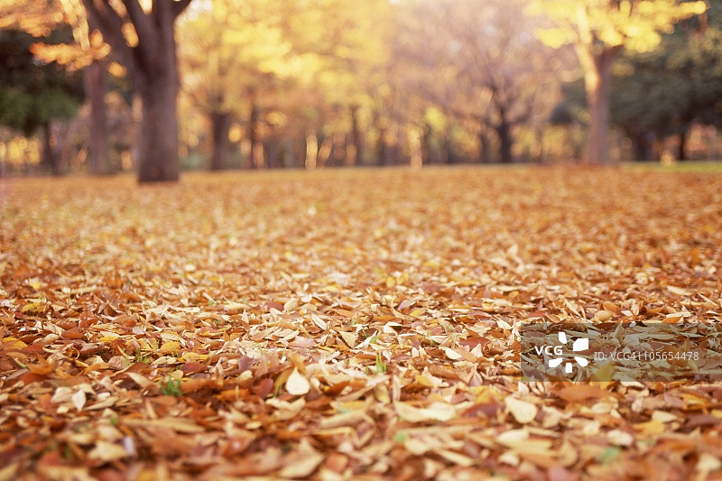 日本东京秋季的代代木公园图片素材