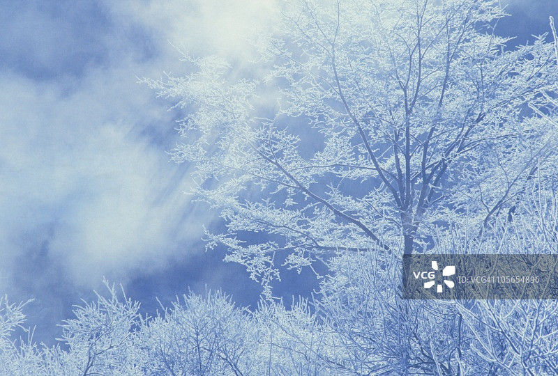 冬季覆盖着雾和霜的树木，位于日本北海道上士幌图片素材