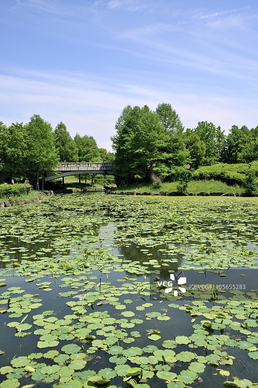 日本大阪府堺市的荷塘与桥梁图片素材
