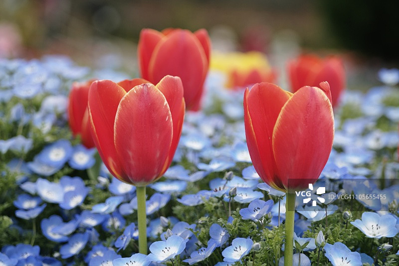 蓝色花丛中的郁金香，日本兵库县图片素材