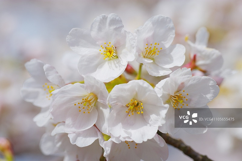 樱花，西浅井，日本滋贺县图片素材