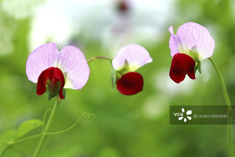 日本埼玉县的豌豆花图片素材
