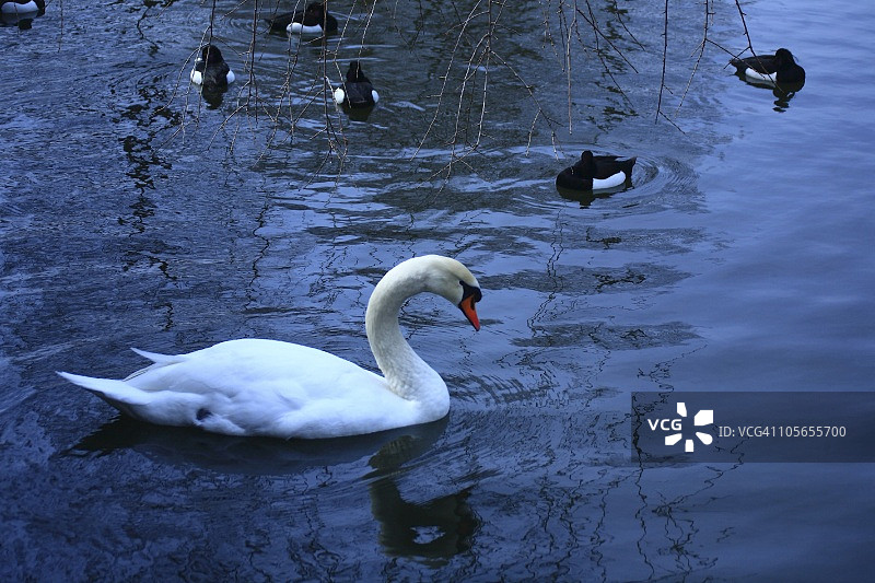 日本东京千代田区池塘中的天鹅与鸭子图片素材