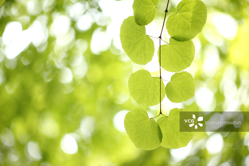 连香树树枝上的叶子图片素材