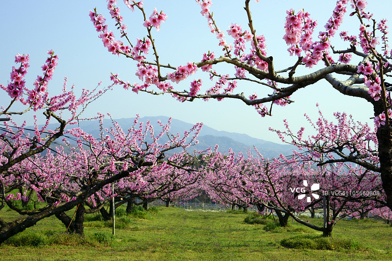 桃园和猿投山图片素材