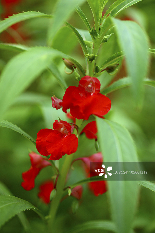 凤仙花特写图片素材