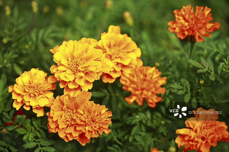 金盏花特写图片素材