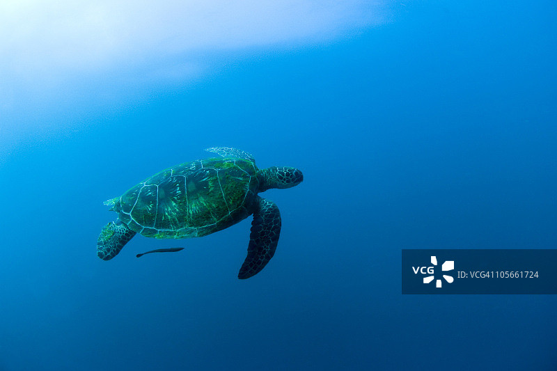 海龟水下游泳图片素材