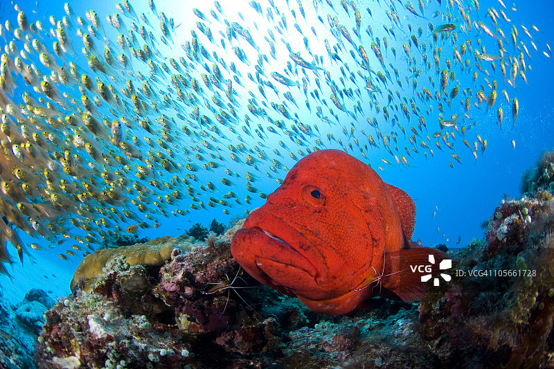 小鱼和番茄石斑鱼图片素材