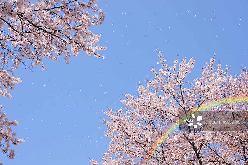 樱花与彩虹图片素材