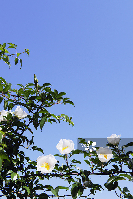 野玫瑰图片素材