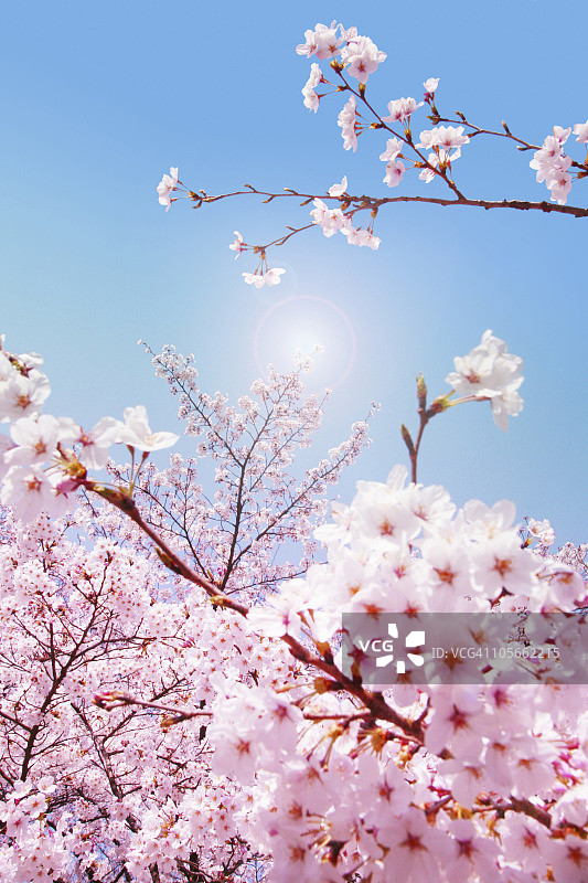 樱花的特写图片素材