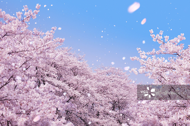 樱花与风中飘落的花瓣图片素材