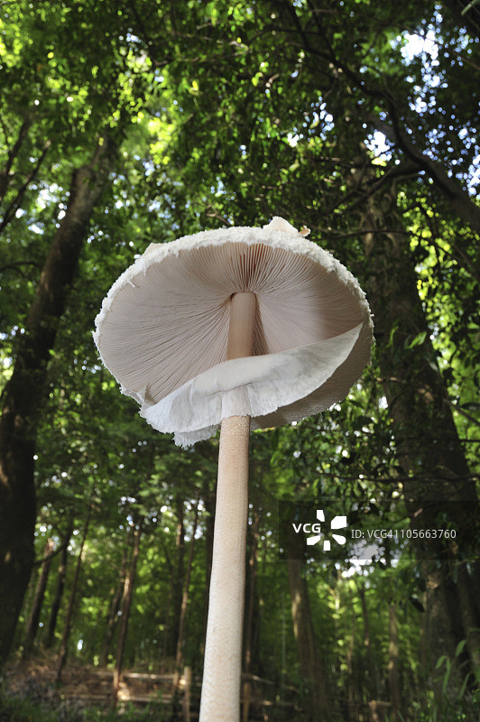 巨大口蘑图片素材
