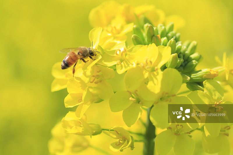 油菜花上的蜜蜂，特写图片素材